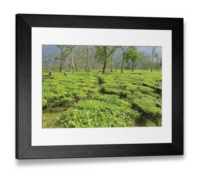Framed Print : Woman plucking tea leaves, Assam, India