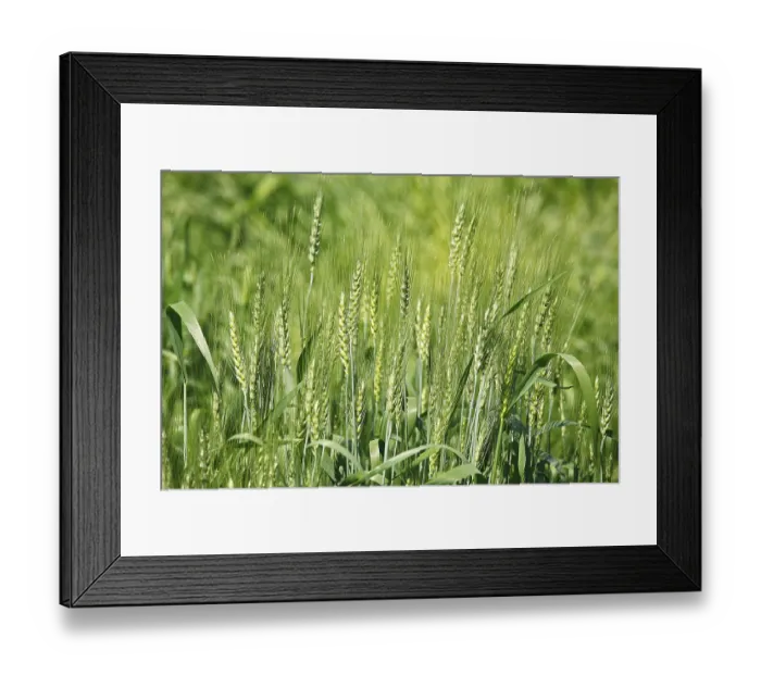 Framed Print : Green wheat triticum aestivum cereal cultivated in field Framed Print : Green wheat triticum aestivum cereal cultivated in field