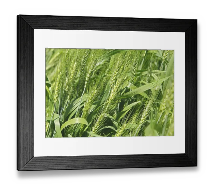Framed Print : Green wheat triticum aestivum cereal cultivated in field Framed Print : Green wheat triticum aestivum cereal cultivated in field