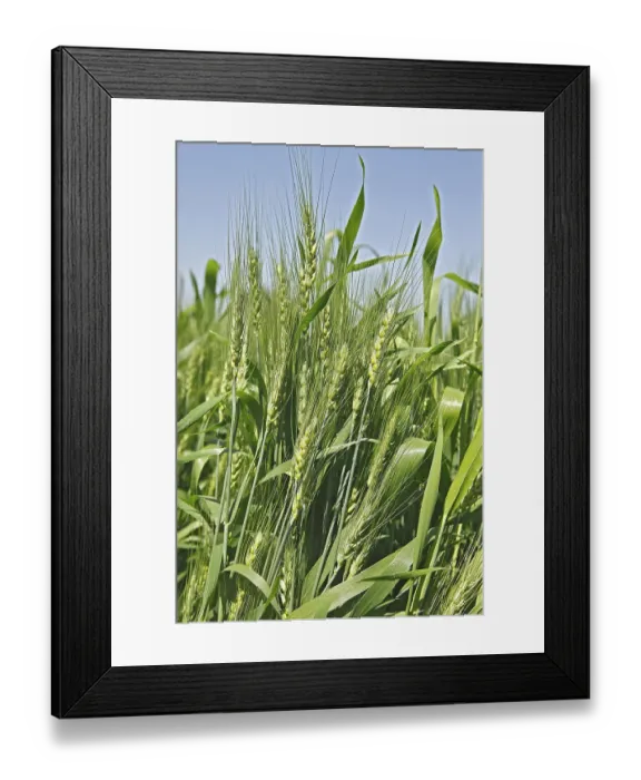 Framed Print : Green wheat triticum aestivum cereal cultivated in field