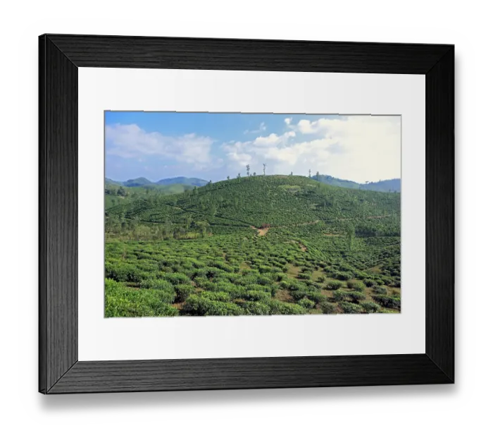Framed Print : Tea plantation camellia sinensis Framed Print : Tea plantation camellia sinensis