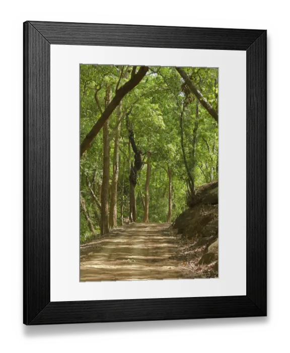 Framed Print : Forest Track in bandhavgarh national park at madhya pradesh India Framed Print : Forest Track in bandhavgarh national park at madhya pradesh India