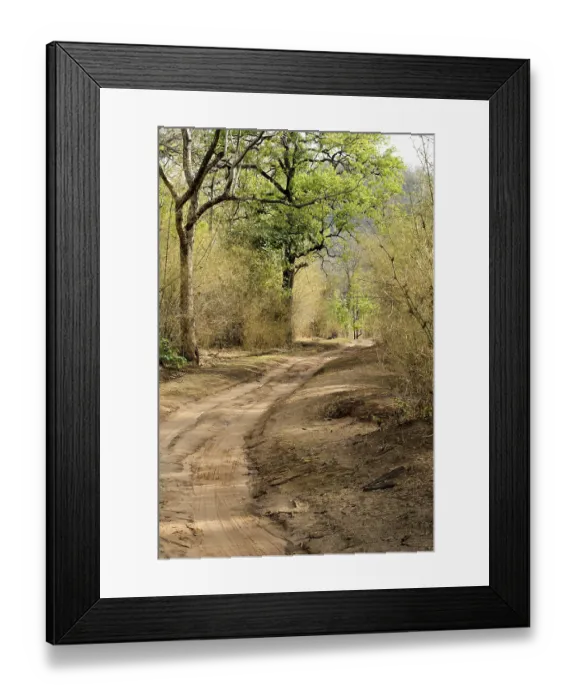 Framed Print : Forest track at bandhavgarh national park madhya pradesh India