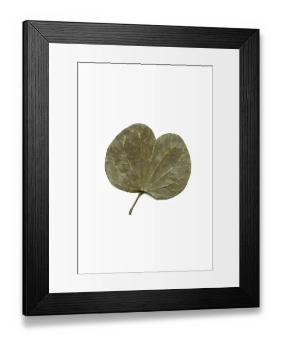 Framed Print : Concept, dry dusera sona bauhinia leaf on white background