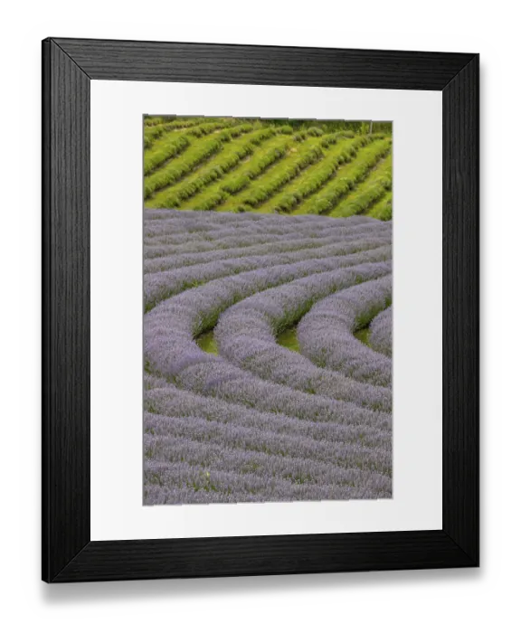 Framed Print : Beautiful summer evening in a lavender field