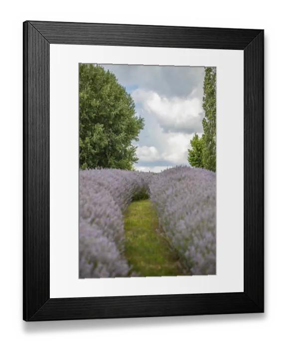 Framed Print : Beautiful summer evening in a lavender field