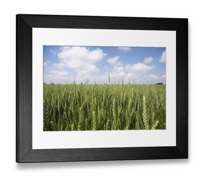 Framed Print : A picture of a green wheat filed