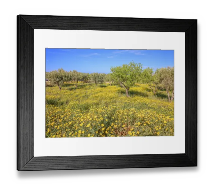 Framed Print : Wild flowers meadows blooming, Agrigento Framed Print : Wild flowers meadows blooming, Agrigento