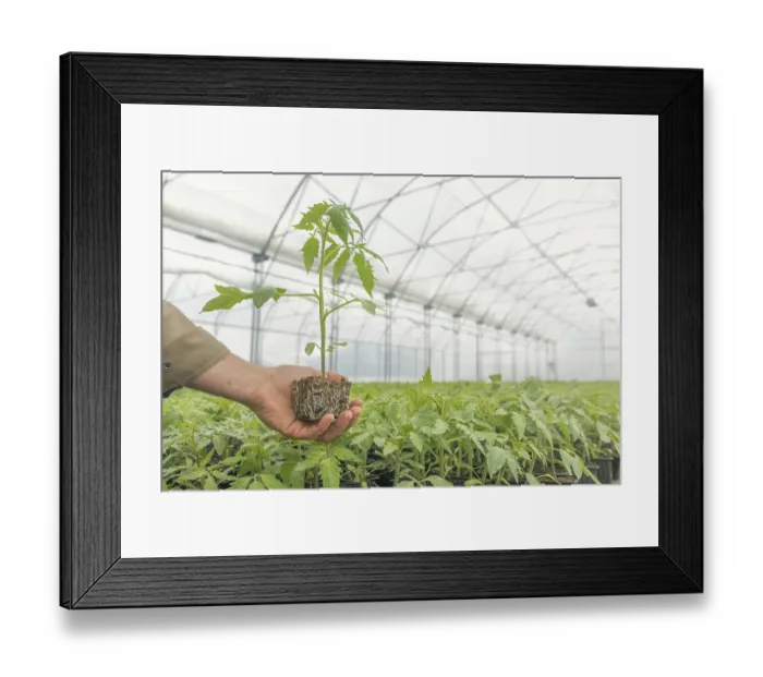Framed Print : Tomato Seedling in the hand of agriculture Framed Print : Tomato Seedling in the hand of agriculture