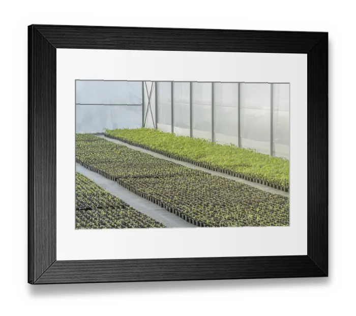 Framed Print : Rows of Potted Seedlings in Greenhouse