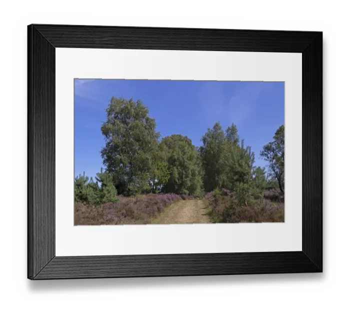 Framed Print : Hiking trail, trees, heather blossom at Wilseder Berg Framed Print : Hiking trail, trees, heather blossom at Wilseder Berg