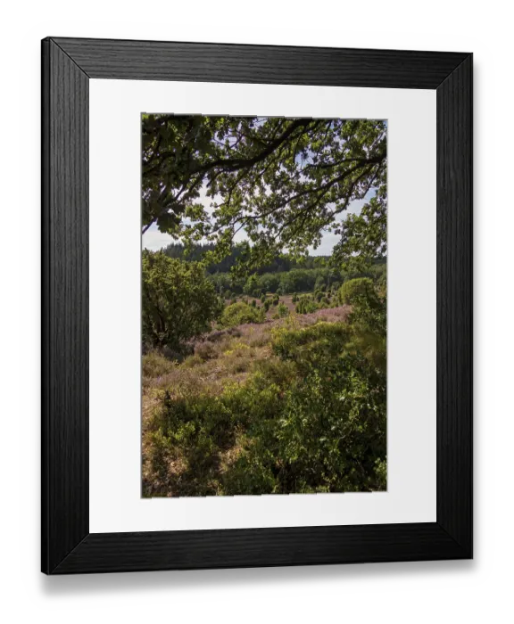 Framed Print : Heather blossom near the Totengrund