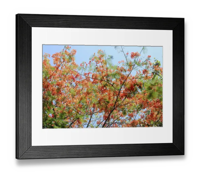 Framed Print : Gulmarg Or Gul Mohur Delonix regia tree with blue sky in background Framed Print : Gulmarg Or Gul Mohur Delonix regia tree with blue sky in background
