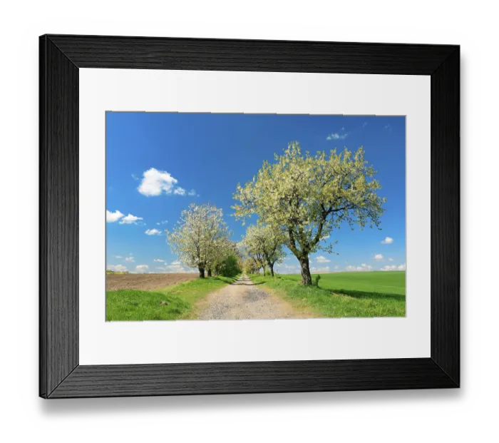 Framed Print : Blossoming cherry trees on a country lane