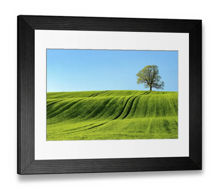 Framed Print : Solitary oak tree in the evening light