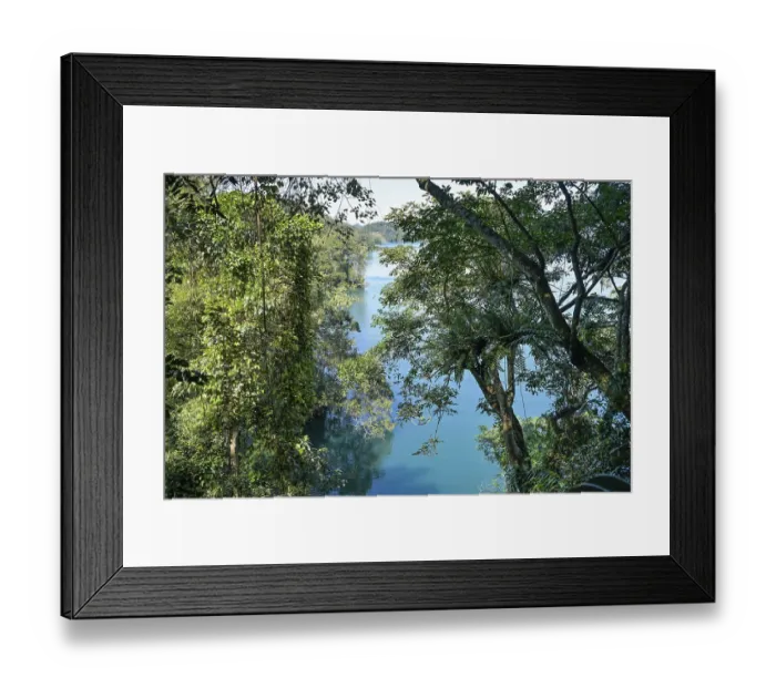Framed Print : Dense vegetation, plants on the shore of Sun Moon Lake