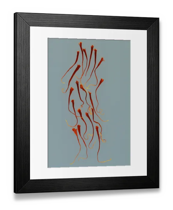 Framed Print : Spices, saffron thread on blue background