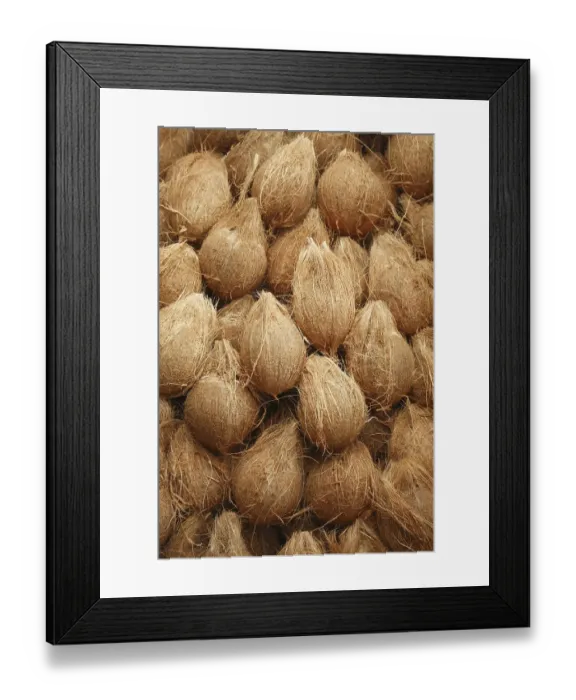 Framed Print : Heap of peeled off coconuts Cocos nucifera Framed Print : Heap of peeled off coconuts Cocos nucifera