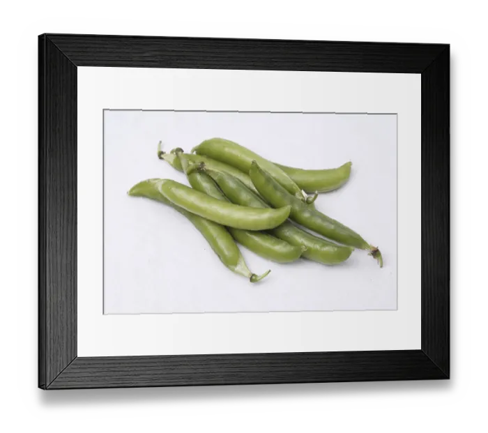 Framed Print : Vegetable, Green Peas pod Pisum sativum on white background Framed Print : Vegetable, Green Peas pod Pisum sativum on white background
