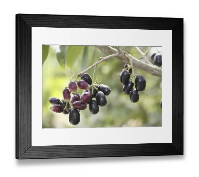 Framed Print : Fruit, Jambul Jamun or Jamblang Syzygium cumini on branch of tree