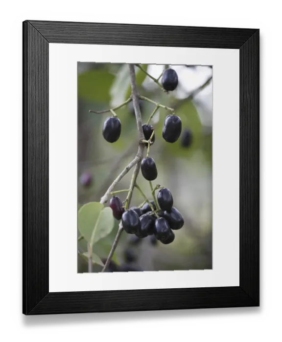 Framed Print : Fruit, Jambul Jamun or Jamblang Syzygium cumini on branch of tree