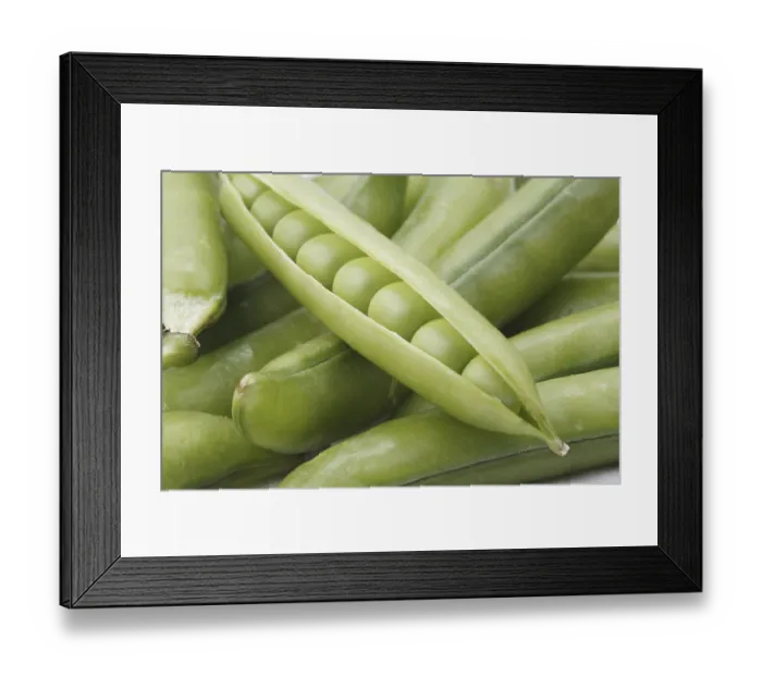 Framed Print : Vegetable, Green Pea pod Pisum sativum slightly opened pod kept on bunch of green pea pods Framed Print : Vegetable, Green Pea pod Pisum sativum slightly opened pod kept on bunch of green pea pods