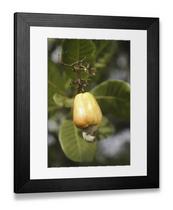 Framed Print : Fruit, yellow cashew and seed mara??n Anacardium occidentale