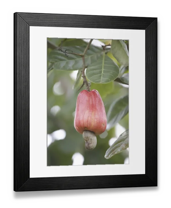 Framed Print : Fruit, red cashew and seed mara??n Anacardium occidentale