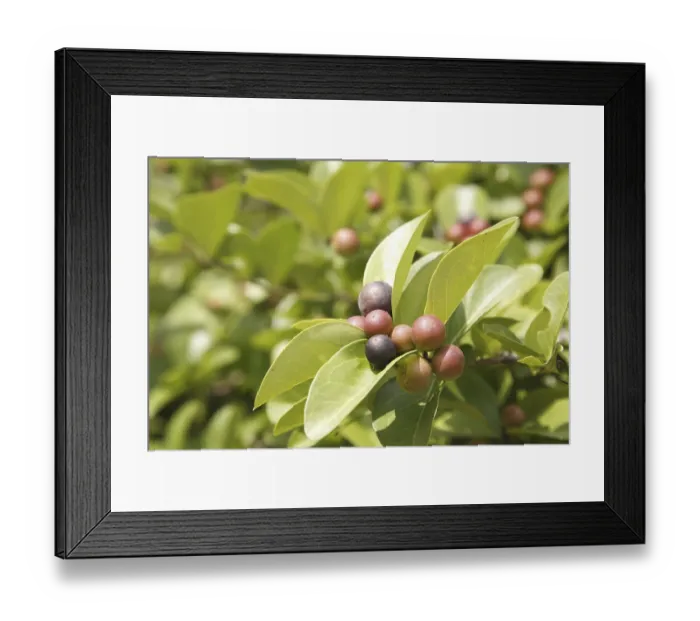 Framed Print : Fruit, Karonda Karwanda Carissa carandas naturally grown on plant Framed Print : Fruit, Karonda Karwanda Carissa carandas naturally grown on plant