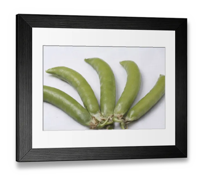 Framed Print : Vegetable, Green Pea pods Pisum sativum arranged as five fingers of hand on white background