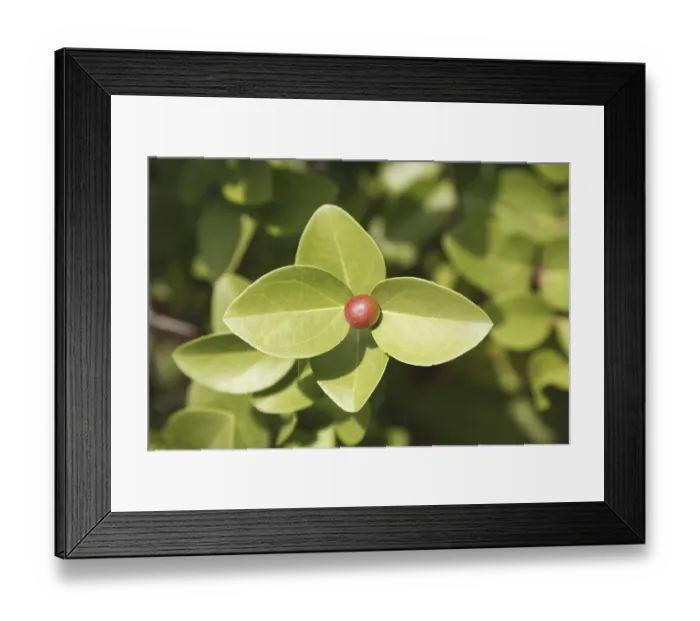 Framed Print : Fruit, Karonda Karwanda Carissa carandas naturally grown on plant