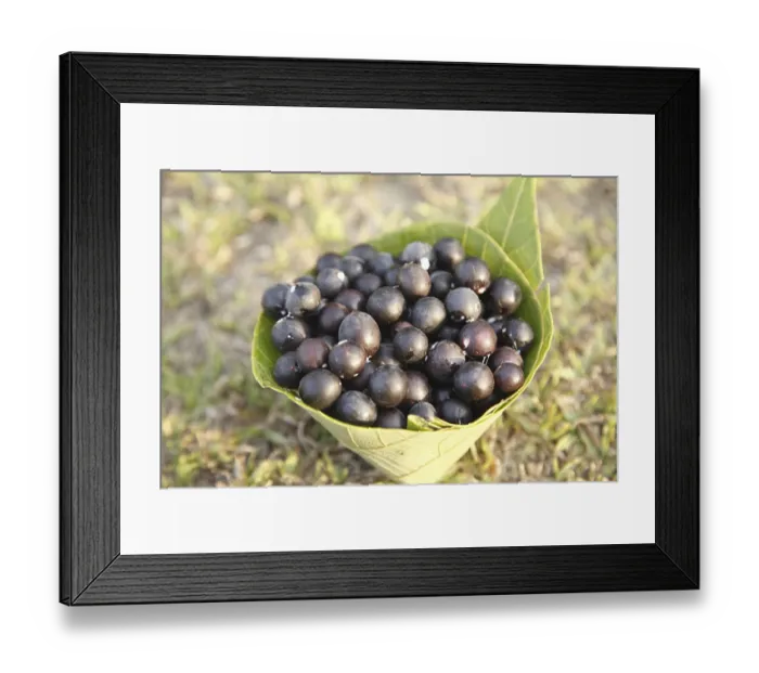 Framed Print : Fruit, Karonda Karwanda Carissa carandas kept in conical leaf container Framed Print : Fruit, Karonda Karwanda Carissa carandas kept in conical leaf container