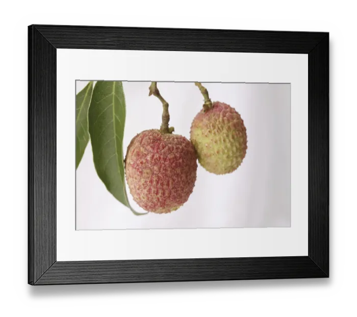 Framed Print : Fruit, Litchi with leaves Litchi chinensis hanging against white background