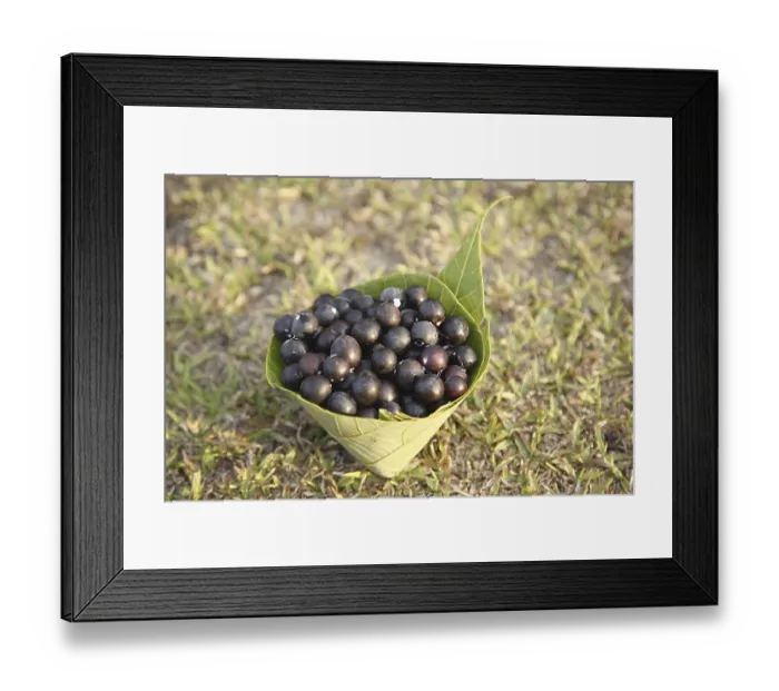 Framed Print : Fruit, Karonda Karwanda Carissa carandas kept in conical leaf container
