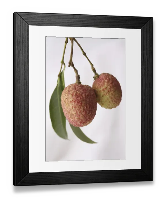 Framed Print : Fruit, Litchi with leaves Litchi chinensis hanging against white background