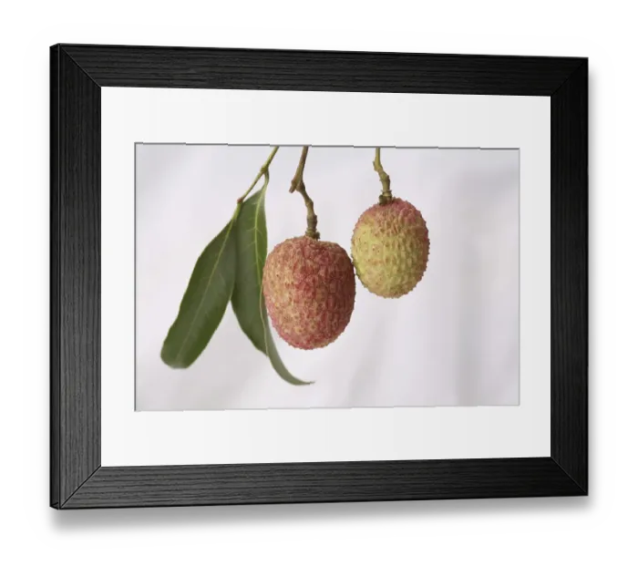Framed Print : Fruit, Litchi with leaves Litchi chinensis hanging against white background