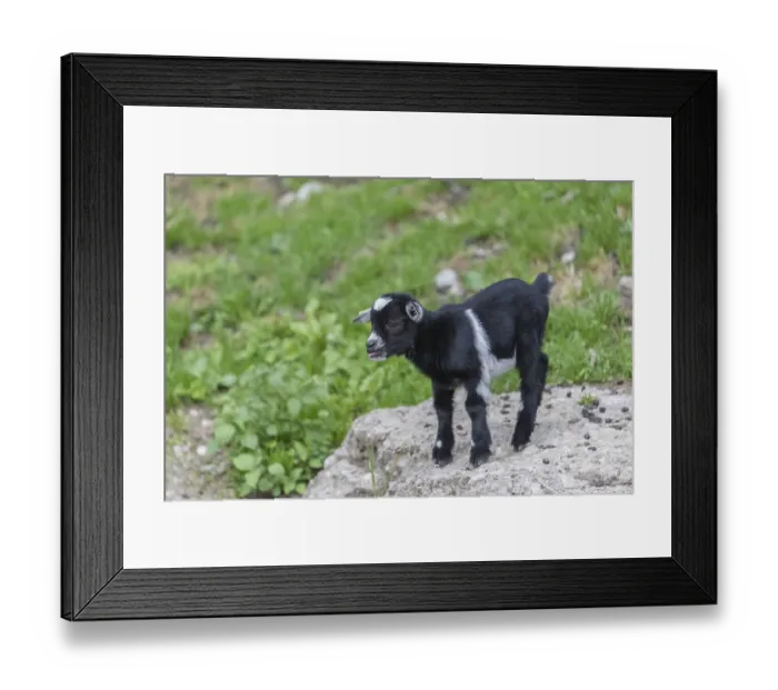Framed Print : One newborn Pygmy goat, Capra hircus Framed Print : One newborn Pygmy goat, Capra hircus