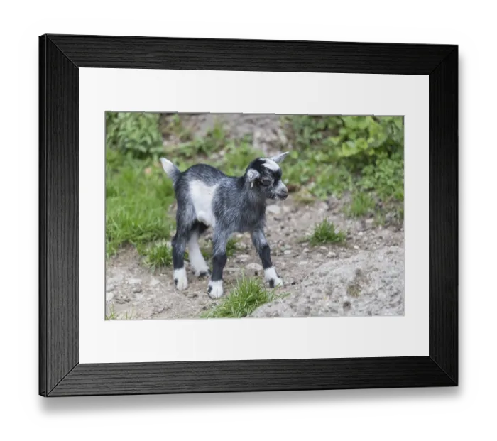 Framed Print : One newborn Pygmy goat, Capra hircus