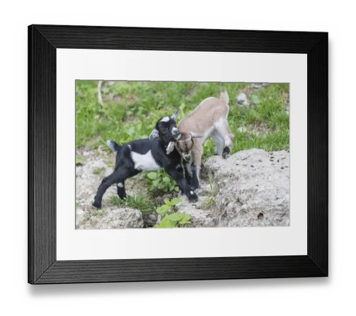 Framed Print : Two newborn Pygmy goat, Capra hircus