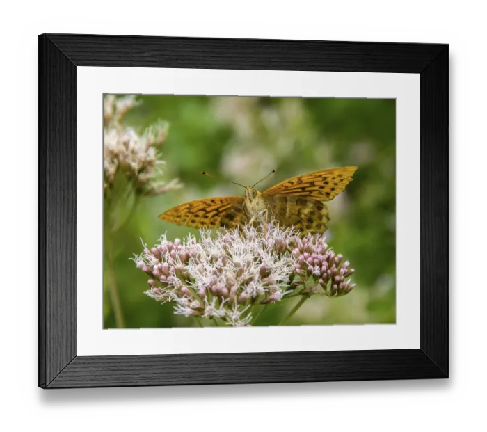 Framed Print : Silver-washed fritillary butterfly resting on a flower head in natural back