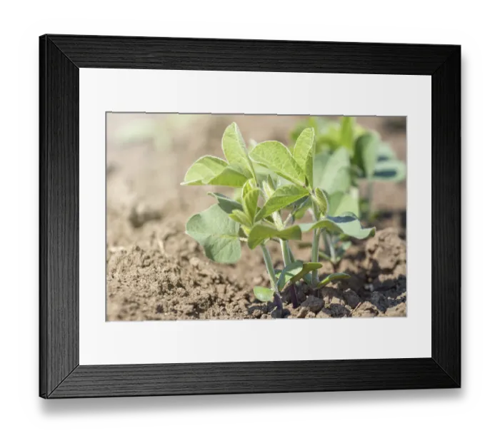 Framed Print : Green cultivated soy bean plant in field Framed Print : Green cultivated soy bean plant in field