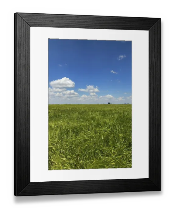 Framed Print : Green Wheat field landscape. Green wheat field