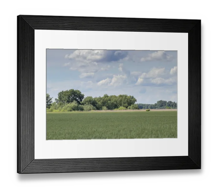 Framed Print : Green Wheat field landscape. Green wheat field Framed Print : Green Wheat field landscape. Green wheat field