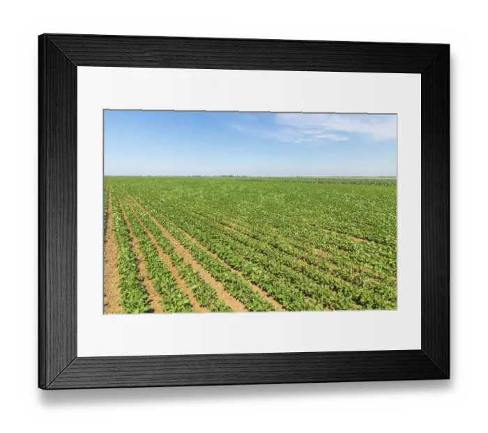 Framed Print : Green ripening soybean field. Rows of green soybeans Framed Print : Green ripening soybean field. Rows of green soybeans