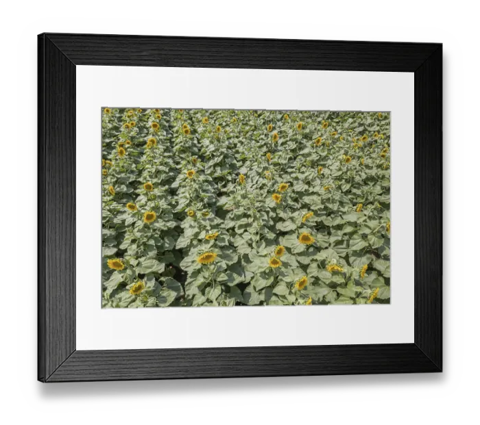 Framed Print : Field of blooming sunflowers. Sunflowers Field Framed Print : Field of blooming sunflowers. Sunflowers Field