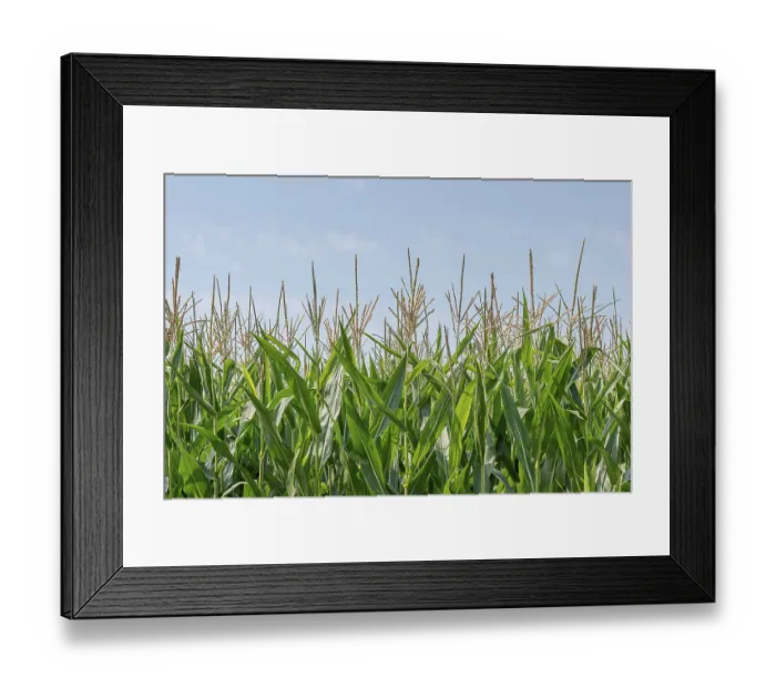 Framed Print : Green field of corn growing up in farmland