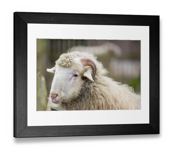 Framed Print : Portrait of a Waldschaf ram, Ovis gmelini aries Framed Print : Portrait of a Waldschaf ram, Ovis gmelini aries