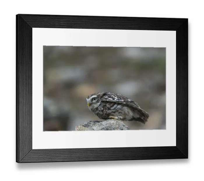 Framed Print : One little owl (Athene noctua) sitting on a stone inside the ruins of an ancient castle
