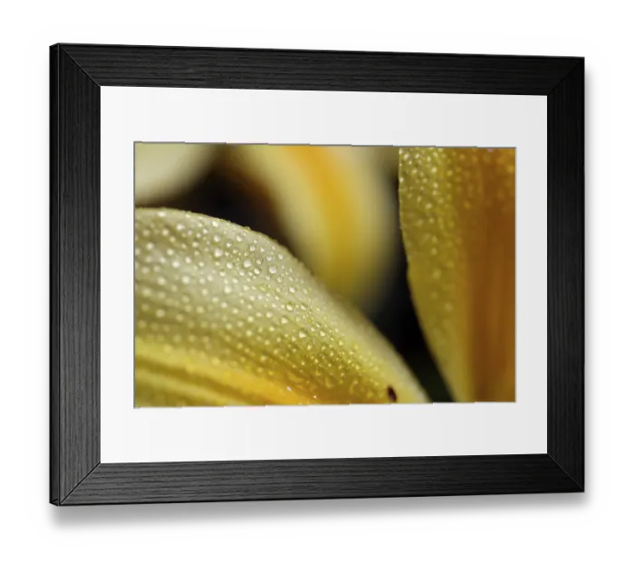 Framed Print : Daylilies (hemerocallis) Framed Print : Daylilies (hemerocallis)