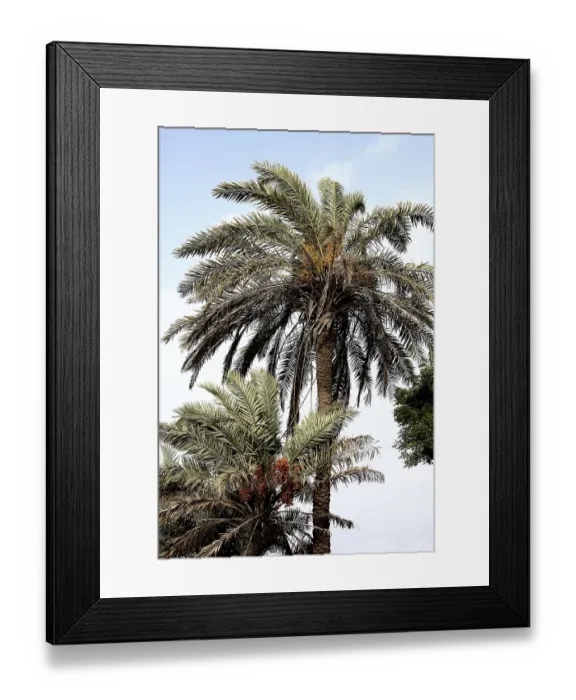 Framed Print : Red and yellow dates palm Botanical name Phoenix Sylvestris Roxb sold on the streets of Bhuj Framed Print : Red and yellow dates palm Botanical name Phoenix Sylvestris Roxb sold on the streets of Bhuj